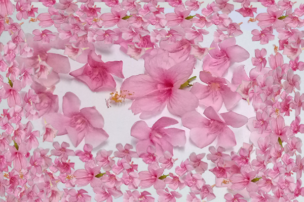 Border images / lines / design / pictures / background colors / background pictures