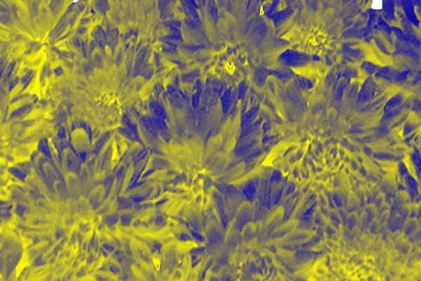 Border images / lines / design / pictures / background colors / background pictures