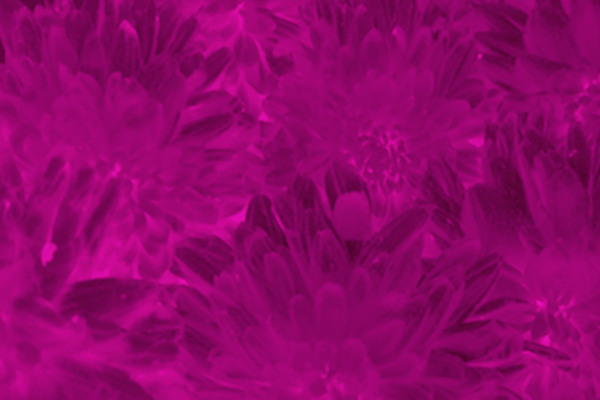 Border images / lines / design / pictures / background colors / background pictures