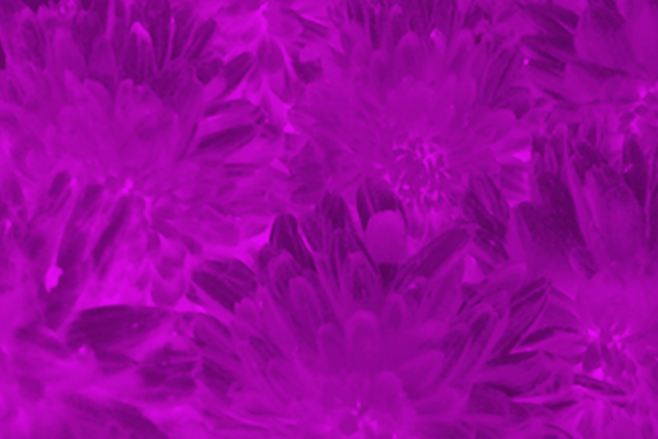 Border images / lines / design / pictures / background colors / background pictures