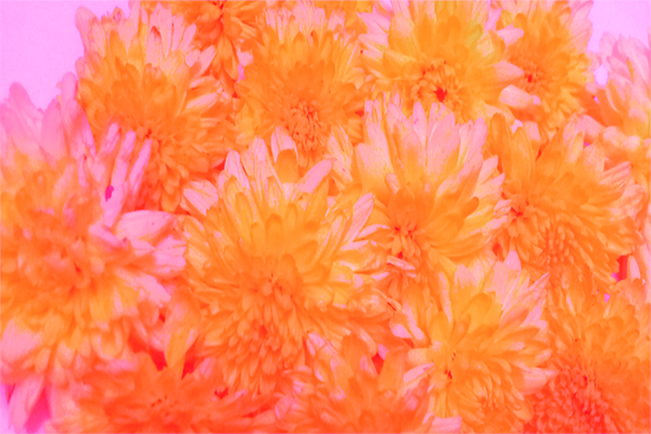 Border images / lines / design / pictures / background colors / background pictures