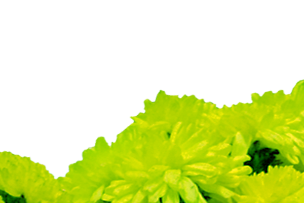 Border images / lines / design / pictures / background colors / background pictures