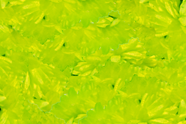 Border images / lines / design / pictures / background colors / background pictures