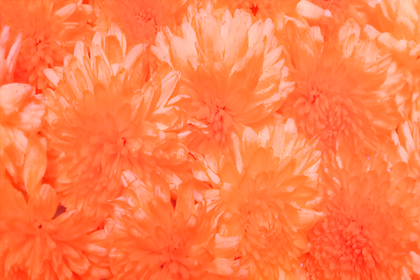 Border images / lines / design / pictures / background colors / background pictures