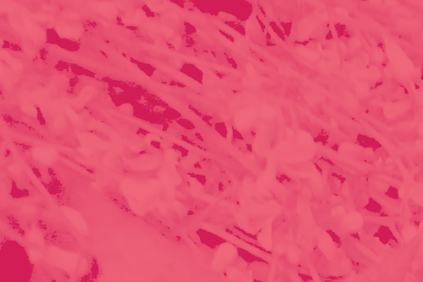 Border images / lines / design / pictures / background colors / background pictures