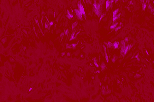 Border images / lines / design / pictures / background colors / background pictures